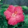 Hibiscus ROSA-SINENSIS