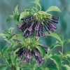 Iochroma CYANEA dettaglio