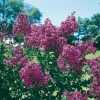 Lagerstroemia INDICA