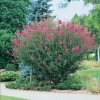 Lagerstroemia INDICA