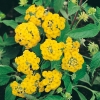 Lantana CAMARA