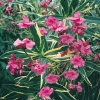 Nerium OLEANDER con fogliame variegato