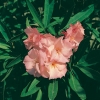 Nerium OLEANDER