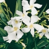 Nerium OLEANDER