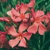 Nerium OLEANDER