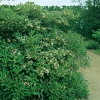 Pittosporum TOBIRA