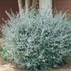 Teucrium FRUTICANS