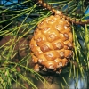 Pinus PINEA dettaglio