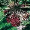 Chamaerops HUMILIS dettaglio frutti