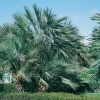 Chamaerops HUMILIS (tronchi multipli)