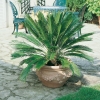 Cycas REVOLUTA (pianta giovane)