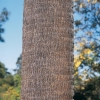 Livistonia AUSTRALIS dettaglio tronco