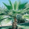 Washingtonia FILIFERA