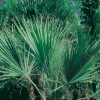 Washingtonia FILIFERA dettaglio