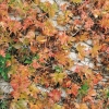 Parthenocissus TRICUSPIDATA 'LOWII' in autunno