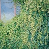 Parthenocissus TRICUSPIDATA 'MINUTIFOLIA'