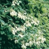 Schizophragma HYDRANGEOIDES