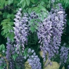 Wisteria SINENSIS dettaglio