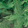 Polystichum setiferum