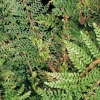 Polystichum setiferum 'Proliferum' (dettaglio)