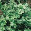 Asplenium scolopendrium 'Cristatum'