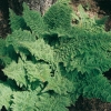 Polystichum setiferum ' Plumosum Densum'