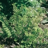 Polypodium vulgare 'Bifido multifidum'