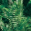 Dryopteris filix-mas