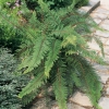 Polystichum setiferum 'Proliferum'