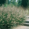 Pennisetum alopecuroides