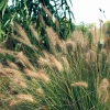 Pennisetum alopecuroides (dettaglio)