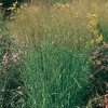 Panicum virgatum