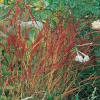 Panicum virgatum 'Rehbraun'