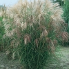 Miscanthus sinensis 'Silberfeder'