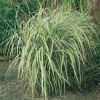 Miscanthus sinensis 'Variegatus'