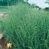 Miscanthus sinensis 'Strictus'