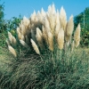 Cortaderia selloana 'Pumila'