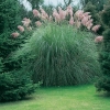 Cortaderia selloana 'Rendatleri'