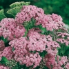 Achillea millefolium 'Lilac Beauty'