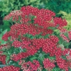 Achillea millefolium 'Red Beauty'