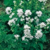 Campanula glomerata 'Alba'