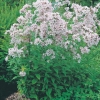 Campanula lactiflora 'Loddon Anna'