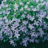 Campanula lactiflora 'Pouffe'