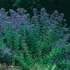 Campanula lactiflora 'Prichard's Variety'