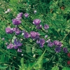 Campanula persicifolia 'Pride of Exmouth'