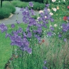 Campanula persicifolia 'Telham Beauty'