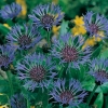 Centaurea montana