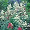 Centranthus ruber 'Albus'