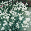 Cerastium biebersteinii (dettaglio)