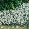 Cerastium tomentosum var. columnae